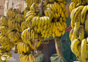 Ägypten Urlaub: Eine Ansammlung von reifen, gelben Bananen, die an einem Markt hängen. - buchbar im Reisebüro Budde Urlaubseisen