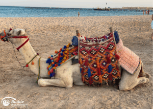 Ägypten Urlaub: Ein Kamel sitzt am Strand, geschmückt mit bunten Satteldecken und einem Zaumzeug. - buchbar im Reisebüro Budde Urlaubseisen