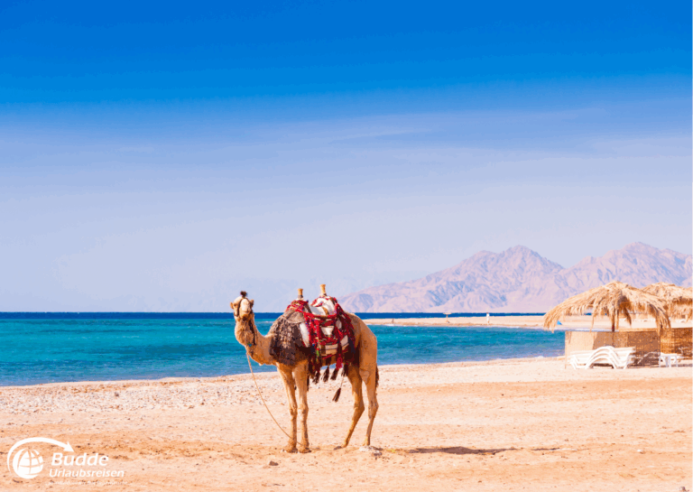 Liebesurlaub Ägypten – Kamel am Strand mit Blick auf die Berge.