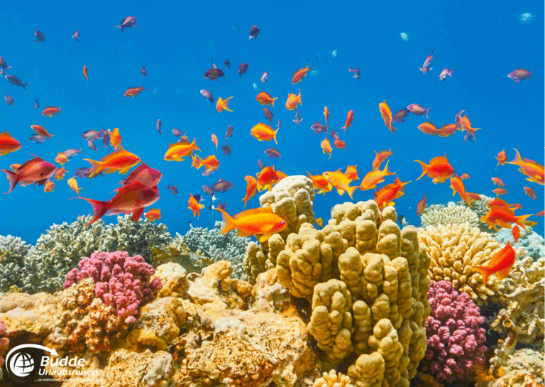 Adults only Hotels Ägypten – farbenprächtiges Korallenriff mit Fischen.