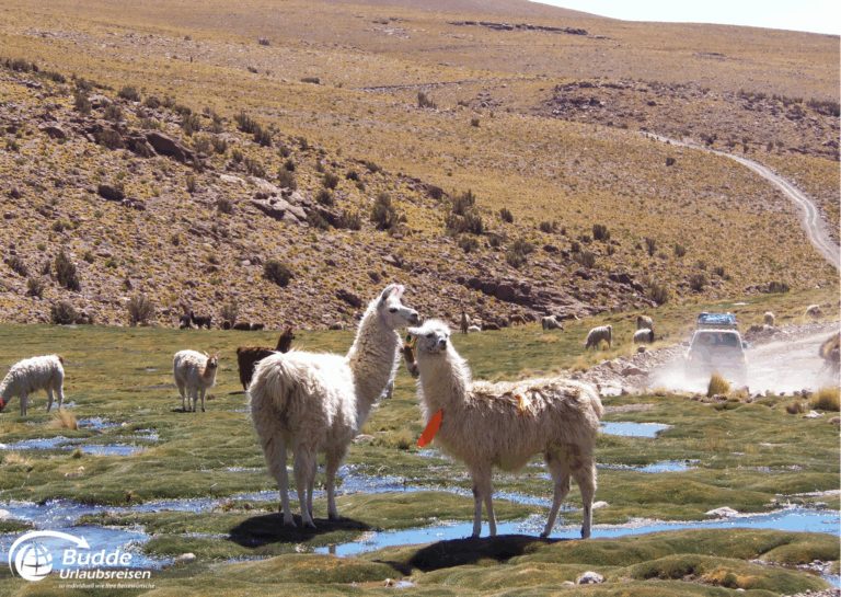 Diamir Erlebnisreisen Zwei Lamas stehen auf einer grünen Wiese in Bolivien, umgeben von weiteren Lamas und einem Fahrzeug im Hintergrund. - buchbar im Reisebüro Budde Urlaubseisen
