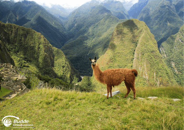 Diamir Erlebnisreisen Ein Lama steht auf einer Wiese mit der Berglandschaft von Machu Picchu im Hintergrund. - buchbar im Reisebüro Budde Urlaubseisen