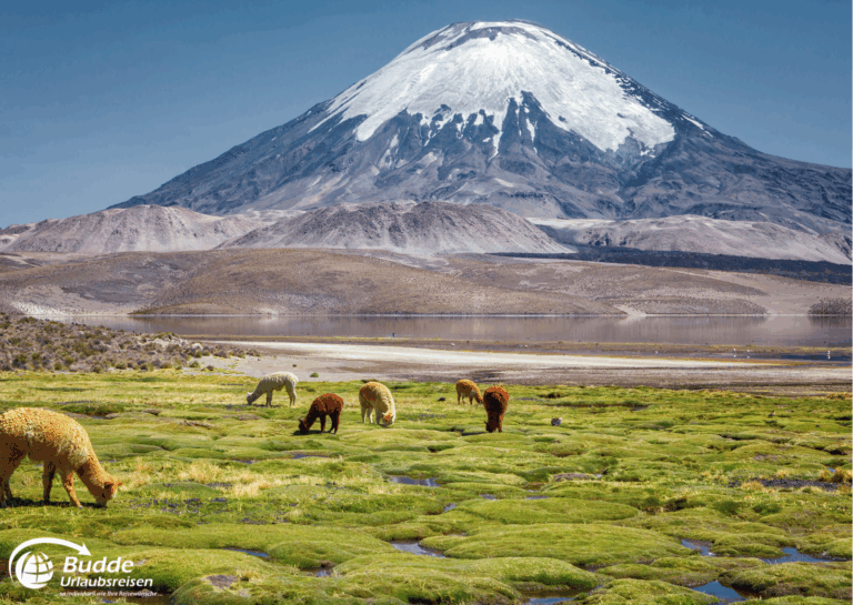 einzigartige Reiseerlebnisse weltweit: Alpakas grasen auf einer grünen Wiese vor einem schneebedeckten Vulkan in Chile. - buchbar im Reisebüro Budde Urlaubseisen