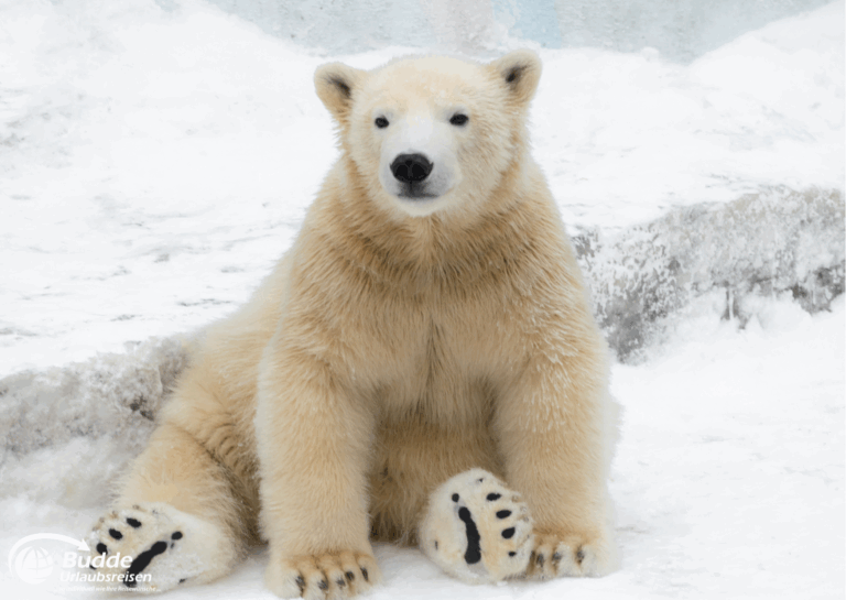 einzigartige Reiseerlebnisse weltweit: Ein Eisbär sitzt auf dem Schnee mit einem neutralen Gesichtsausdruck und sichtbaren Pfoten. - buchbar im Reisebüro Budde Urlaubseisen