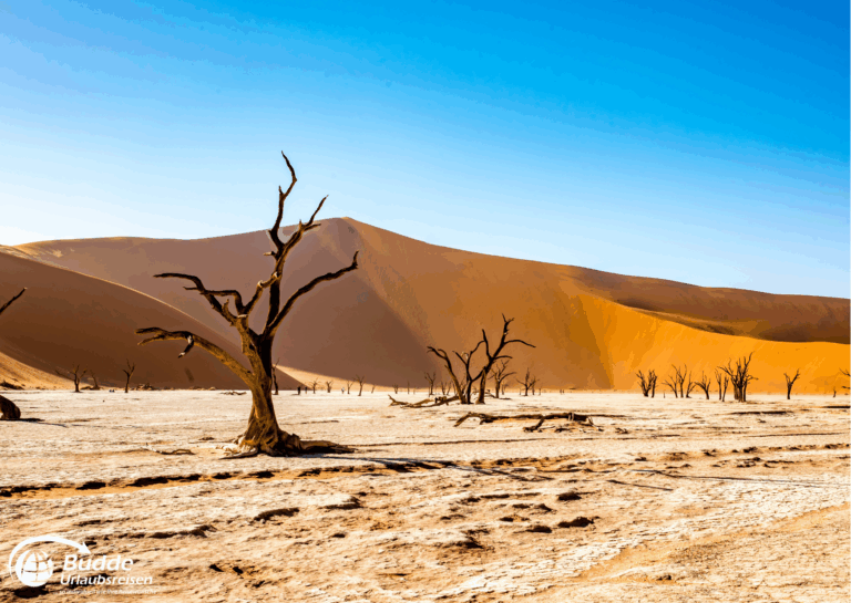 einzigartige Reiseerlebnisse weltweit: Wüstenlandschaft mit vertrockneten Bäumen und Sanddünen im Hintergrund unter klarem Himmel. - buchbar im Reisebüro Budde Urlaubseisen