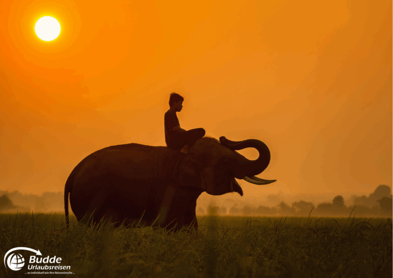 Studienreisen Südostasien – Elefant bei Sonnenuntergang in Thailand