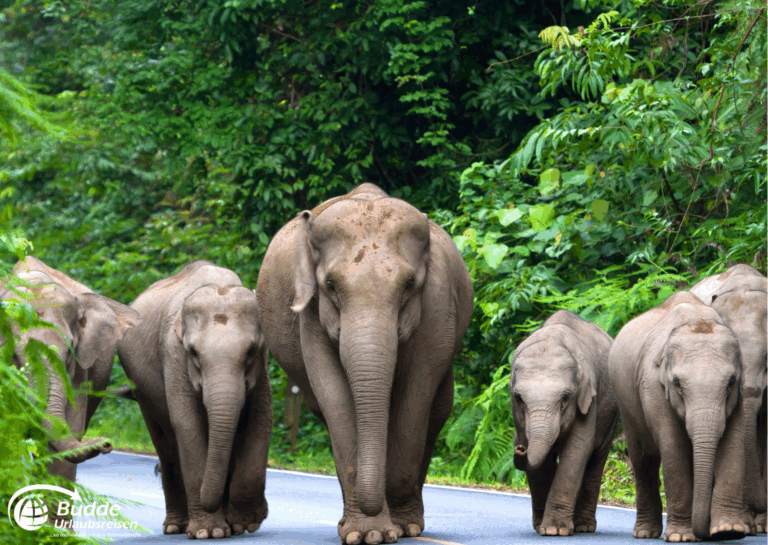 Studienreisen Südostasien – Elefanten in Thailand
