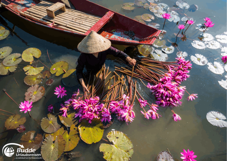 Gruppenreisen Südostasien – Lotusernte in Vietnam