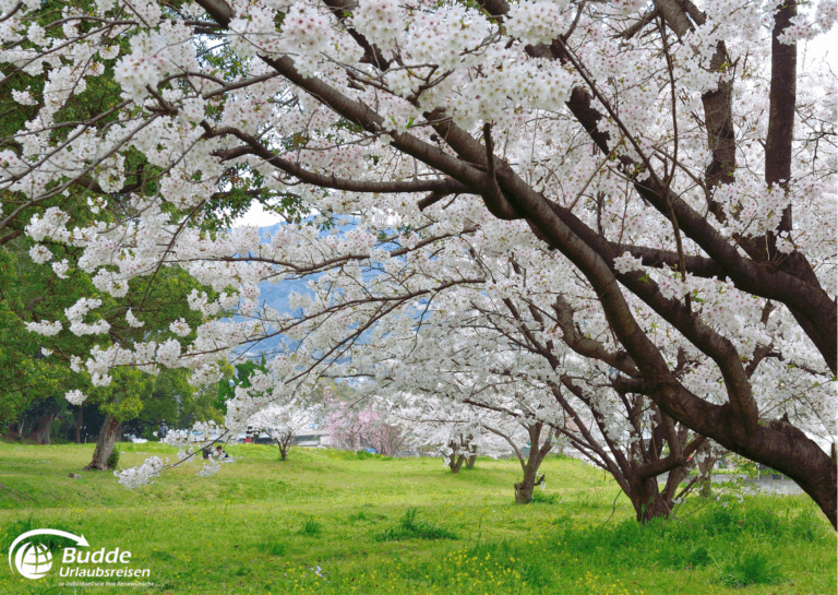 Japan Reise planen – Kirschblüte in Fukuoka