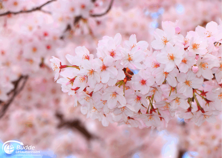 Japan Reise planen – Mandelblüte in Japan, Frühling