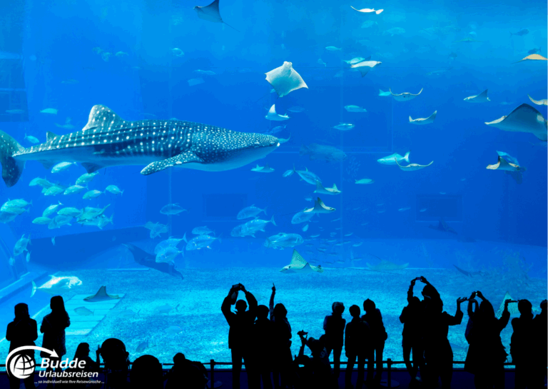 Japan Rundreise individuell – Okinawa Churaumi Aquarium mit Walhai
