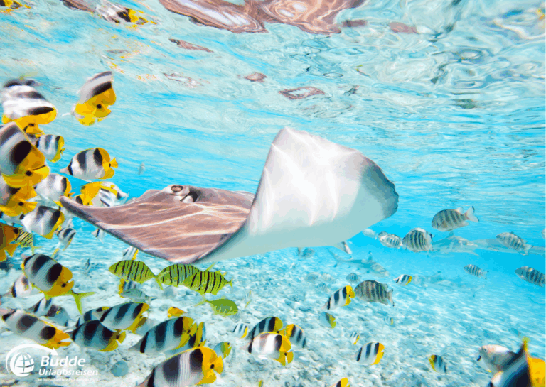 Manta-Rochen schwimmt unter Wasser, umgeben von bunten Fischen in klarem Wasser. - buchbar im Reisebüro Budde Urlaubseisen