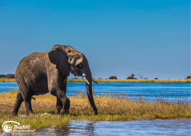 Ein Elefant, der am Ufer eines Gewässers im Okavango Delta in Botswana entlanggeht. - buchbar im Reisebüro Budde Urlaubseisen