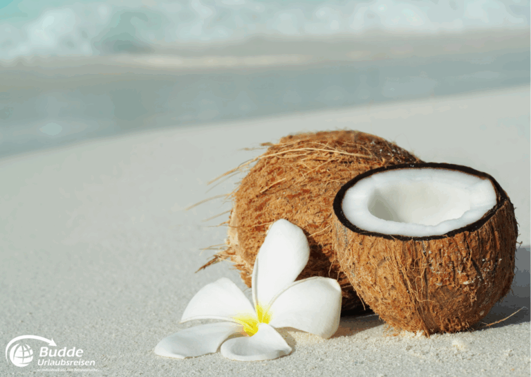 Zwei Kokosnüsse, eine davon aufgeschnitten, mit einer weißen Blüte auf dem Sandstrand. - buchbar im Reisebüro Budde Urlaubseisen