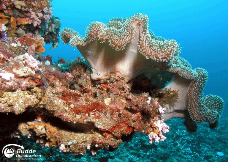 Unterwasseraufnahme eines Korallenriffs mit bunten Anemonen und Korallenformationen. - buchbar im Reisebüro Budde Urlaubseisen