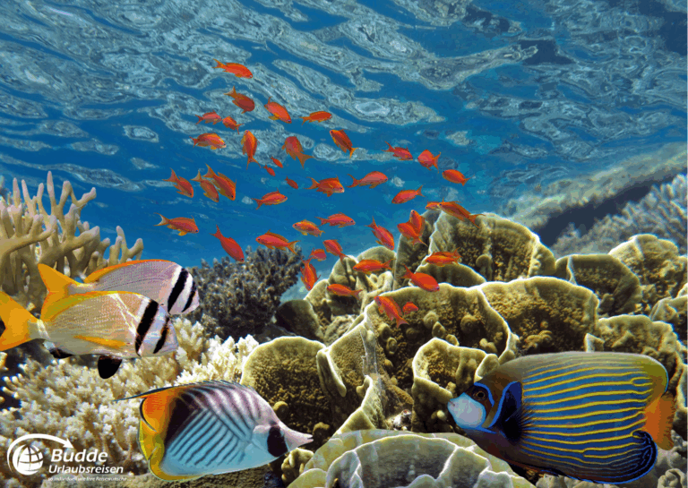 Bunte Fische schwimmen im Korallenriff unter Wasser mit verschiedenen Korallenarten. - buchbar im Reisebüro Budde Urlaubseisen