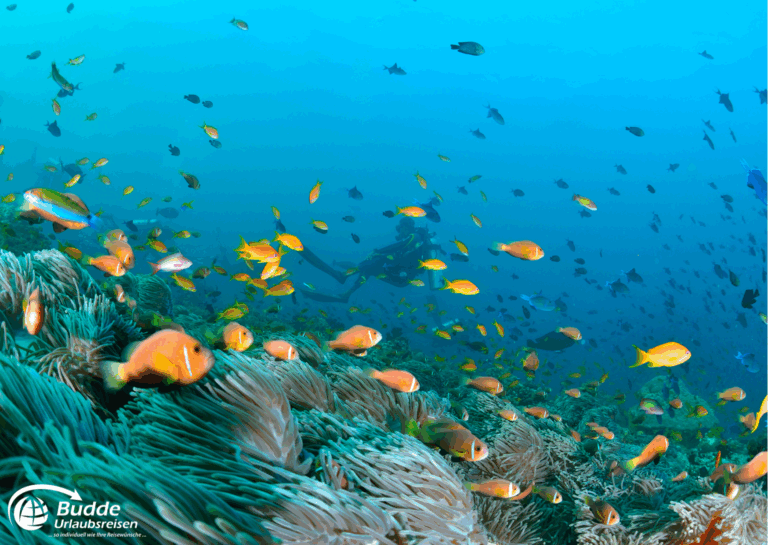 Unterwasseraufnahme mit verschiedenen bunten Fischen und Korallen im Hintergrund. - buchbar im Reisebüro Budde Urlaubseisen