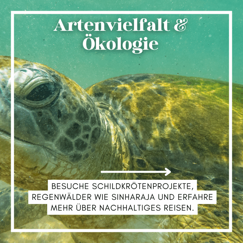 Unterwasseraufnahme einer Schildkröte in einem klaren Gewässer mit Pflanzen im Hintergrund. - Sri Lanka Rundreise buchen
