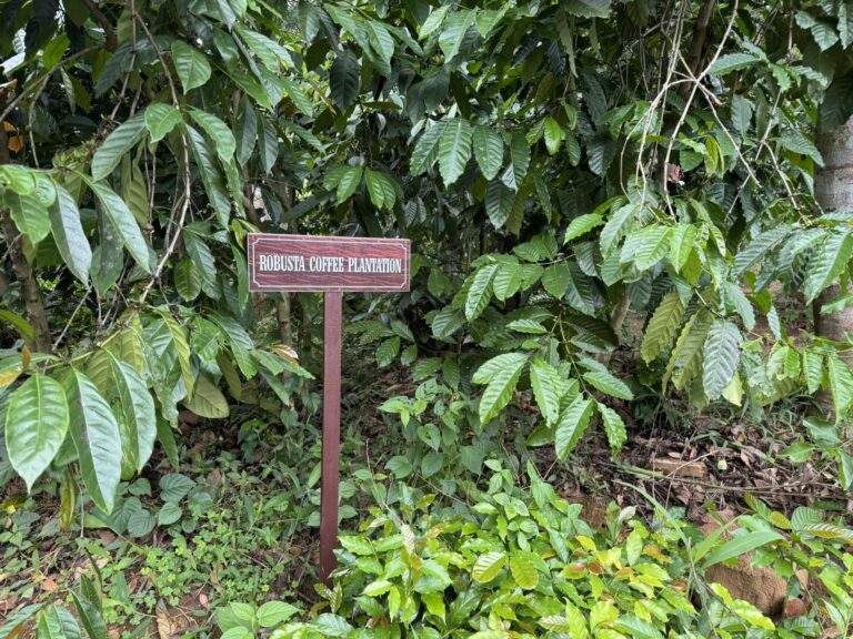 Kaffeeplantage in Kandy: Schild mit der Aufschrift 'Robusta Coffee Plantation' in einer Kaffeeplantage umgeben von Pflanzen. - buchbar im Reisebüro Budde Urlaubseisen