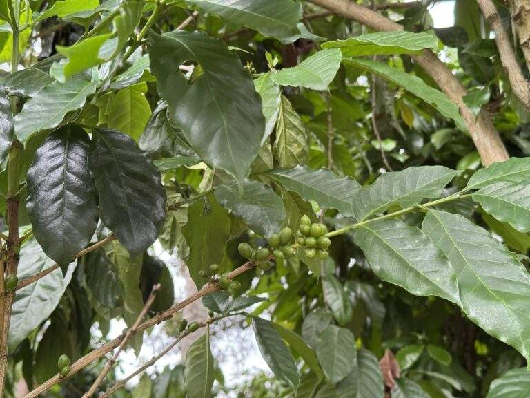 Kaffeeplantage in Kandy: Kaffeepflanze mit grünen Kaffeekirschen und grünen Blättern in einem Garten. - buchbar im Reisebüro Budde Urlaubseisen