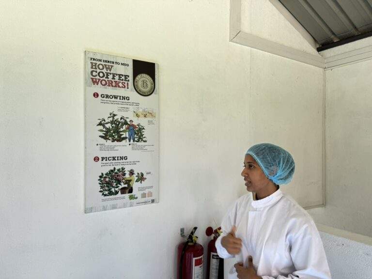 Kaffeeplantage in Kandy: Informationstafel, die den Prozess der Kaffeeproduktion von Anbau bis Ernte erklärt, mit einer Person, die darauf zeigt. - buchbar im Reisebüro Budde Urlaubseisen