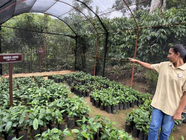 Kaffeeplantage in Kandy: Eine Person zeigt auf eine Reihe von Kaffeepflanzen in einer geschützten Umgebung auf einer Kaffeeplantage in Kandy, Sri Lanka. - buchbar im Reisebüro Budde Urlaubseisen