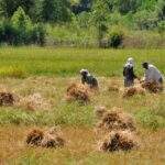 Drei Landwirte arbeiten in einem Reisfeld und sammeln Ernte in Sri Lanka. - Sri Lanka Urlaub buchen