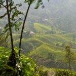 Grüne Teeplantagen in den Hügeln von Sri Lanka mit sanften Kurven und Bäumen im Vordergrund. - Sri Lanka Urlaub buchen