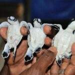 Drei neugeborene Meeresschildkröten, die von einer Person gehalten werden, mit sichtbaren weißen und schwarzen Schalen. - Sri Lanka Urlaub buchen