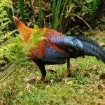 Ein farbenfroher Hahn mit orangefarbenem und blauem Gefieder in einer natürlichen Umgebung. - Sri Lanka Urlaub buchen