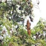 Eine Gruppe von Fledermäusen hängt an den Ästen eines Baumes in einer natürlichen Umgebung. - Sri Lanka Urlaub buchen
