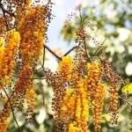 Gelbe Blumen mit langen Blütenständen hängen an einem Baumzweig. - Sri Lanka Urlaub buchen