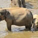 Zwei Elefanten, ein erwachsener und ein junges Tier, stehen im Wasser. - Sri Lanka Urlaub buchen