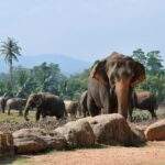Eine Gruppe von Elefanten, darunter ein großer Elefant im Vordergrund, in einer natürlichen Umgebung. - Sri Lanka Urlaub buchen