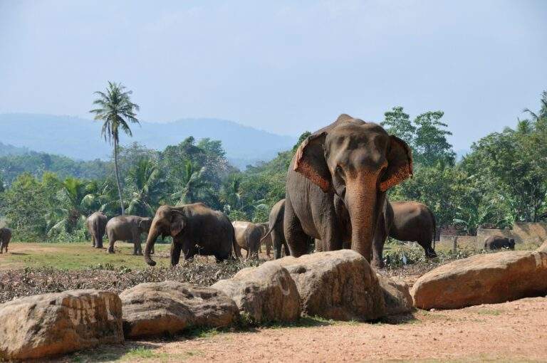 Eine Gruppe von Elefanten, darunter ein großer Elefant im Vordergrund, in einer natürlichen Umgebung. - Sri Lanka Urlaub buchen
