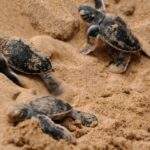 Drei kleine Schildkrötenbabys, die sich durch den Sand bewegen, während sie zum Wasser kriechen. - Sri Lanka Urlaub buchen