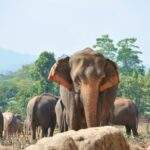Ein asiatischer Elefant steht in einer Herde von Elefanten in einer natürlichen Umgebung. - Sri Lanka Urlaub buchen