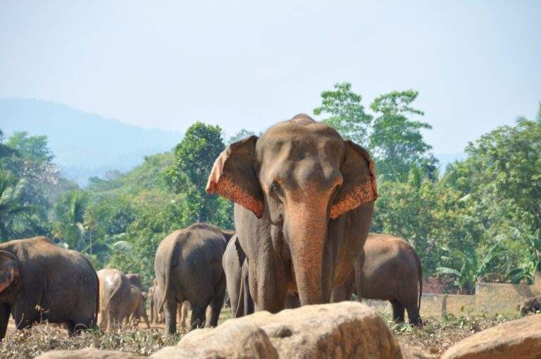 Ein asiatischer Elefant steht in einer Herde von Elefanten in einer natürlichen Umgebung. - Sri Lanka Urlaub buchen