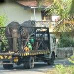 Zwei Elefanten auf einem Lastwagen, der auf einer Straße in Sri Lanka fährt. - Sri Lanka Urlaub buchen