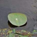 Ein einzelnes Seerosenblatt mit einem Wassertropfen in der Mitte auf der Wasseroberfläche. - Sri Lanka Urlaub buchen