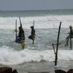 Fischer stehen auf Stangen im Wasser und fangen Fische in Sri Lanka. - Sri Lanka Urlaub buchen