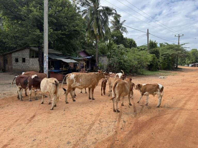 Sri Lanka Urlaub buchen: Gruppe von Kühen, die auf einer Straße in Sri Lanka stehen und sich umsehen. - buchbar im Reisebüro Budde Urlaubseisen
