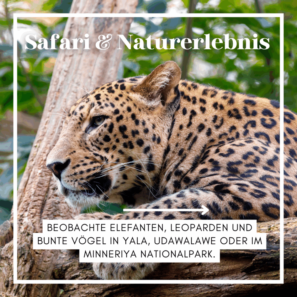 Nahaufnahme eines Leoparden, der auf einem Baum sitzt und in die Ferne blickt. - Sri Lanka Rundreise buchen