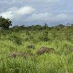 Nationalpark Elefanten Safari: Drei Elefanten, die in hohem Gras im Sigiriya Nationalpark in Sri Lanka stehen. - buchbar im Reisebüro Budde Urlaubseisen