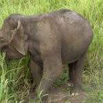 Nationalpark Elefanten Safari: Ein Elefant steht im hohen Gras und frisst. Die Haut ist grau und zeigt einige kleine Unebenheiten. - buchbar im Reisebüro Budde Urlaubseisen