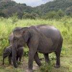 Nationalpark Elefanten Safari: Zwei Elefanten, ein Erwachsener und ein Kalb, stehen in einer grünen Wiese im Nationalpark von Sri Lanka. - buchbar im Reisebüro Budde Urlaubseisen