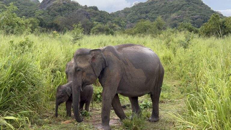 Nationalpark Elefanten Safari: Zwei Elefanten, ein Erwachsener und ein Kalb, stehen in einer grünen Wiese im Nationalpark von Sri Lanka. - buchbar im Reisebüro Budde Urlaubseisen