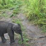 Nationalpark Elefanten Safari: Ein junges Elefantenkalb steht auf einem Pfad im Nationalpark zwischen Gras und Erde. - buchbar im Reisebüro Budde Urlaubseisen