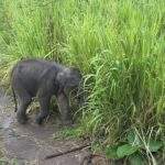Nationalpark Elefanten Safari: Ein junges Elefantenkalb, das in hohem Gras steht und frisst. - buchbar im Reisebüro Budde Urlaubseisen