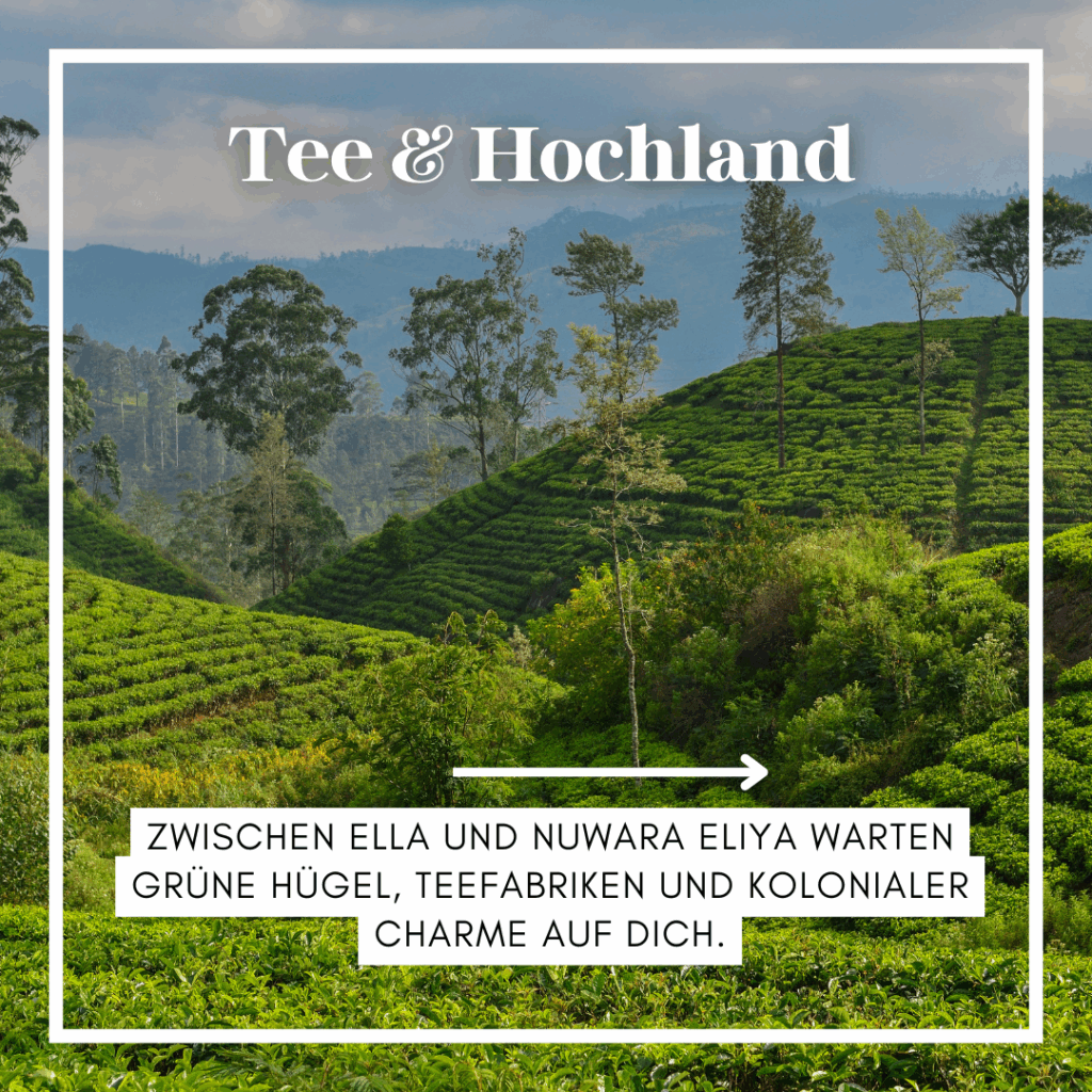 Grüne Teeplantagen im Hochland von Sri Lanka mit sanften Hügeln und Bäumen im Hintergrund. - Sri Lanka Rundreise buchen